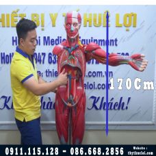 Mô hình giải phẫu toàn bộ hệ cơ và nội tạng 170Cm