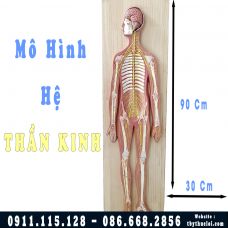 Mô hình hệ thần kinh toàn bộ cơ thể