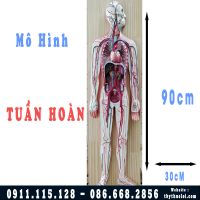 Mô hình hệ tuần hoàn toàn bộ cơ thể