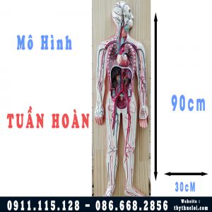 Mô hình hệ tuần hoàn toàn bộ cơ thể