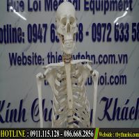 Mô hình xương người kèm rễ thần kinh 170cm