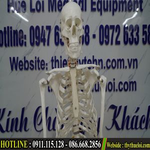 Mô hình xương người kèm rễ thần kinh 170cm