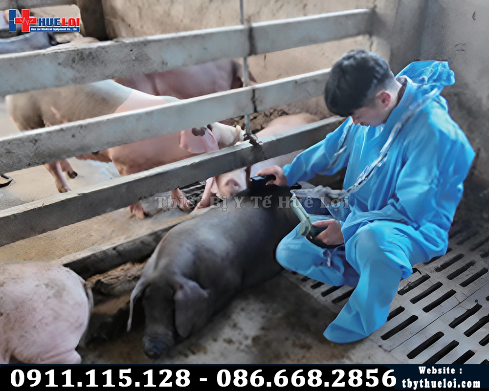 máy siêu âm lợn di động