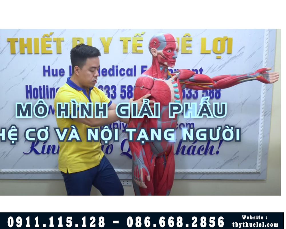 mô hình hệ cơ và nội tạng toàn bộ cơ thể