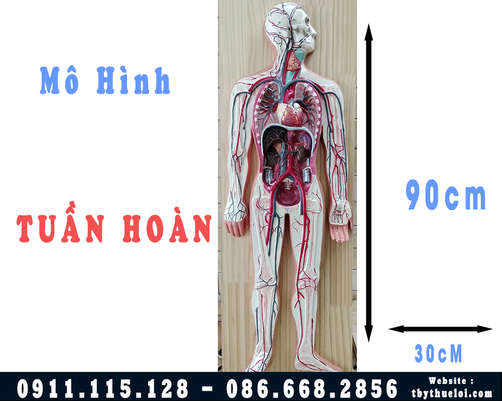 mô hình hệ tuần hoàn toàn bộ cơ thể