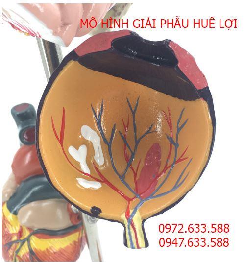 mo-hinh-bien-chung-cua-benh-tang-huyet-ap-6