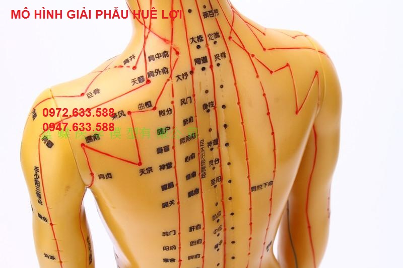 mo-hinh-huyet-vi-nam-nu-11