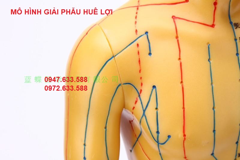 mo-hinh-huyet-vi-nam-nu-6